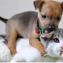 강아지와 고양이 이미지