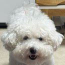 로이펫(ROIPET) 이미지