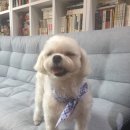 품애개 네이버블로그