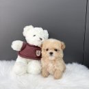 야옹아멍멍해봐 | 광주강아지분양 광주고양이분양 '분양중인 아가들🤍'[야옹아멍멍해봐 삼각점]