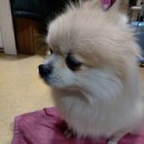 기흥동물병원 | 기흥동물병원 진짜 큰일 날 뻔했던 아이온 방문 후기ㅠㅠ