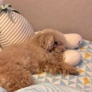 신퍼피클럽 동물병원 | 처방사료 필요할까? 로얄캐닌 건강지원금으로 반려견 수의사 상담 받은 후기