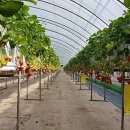 겨자씨 1농장 이미지