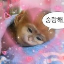 밀도넛