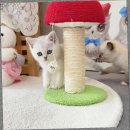 캣스토리 고양이분양 일산본점 | 일산고양이분양 캣스토리 고양이분양 일산본점 정보 정리 고양이입양 전 알아두면 좋은 사항