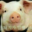 나루키친 이미지