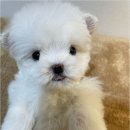 청주 강아지 분양 리몽드 퍼피 켄넬 이미지