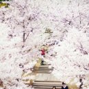 고그
