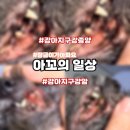 통영동물병원 | 장금이가 아파요 ㅣ 강아지 구강종양 강아지 구강암 ㅣ 거제 동물병원 통영 동물병원 ㅣ 노견 수술