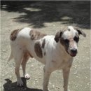 강아지이야기 이미지