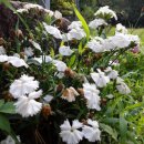 하조나라펜션 이미지