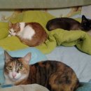 몽이냥이 이미지