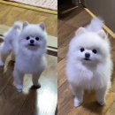 (주)엘피스 | (내돈내산) 펫케어솝 엘피스겔
