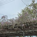 대철중학교 | 서산 등나무꽃 명소 대철중학교 개화상황