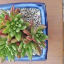 글라우 이미지