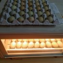 고센농장 이미지