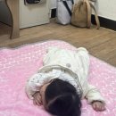 신아채