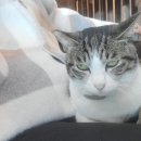 소머리곰탕황토옥 이미지