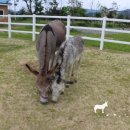 하당농장 이미지