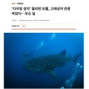 보홀고래상어투어 금지 - 보홀가족여행 상품구매 주의해야할 점