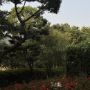 서울 근교 장미 명소 인천 &#39;계양산 장미원&#39; 2025.05.29. 개화현황