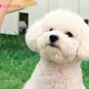 강아지를 부탁해 이미지