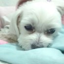 뽀숑폰 이미지