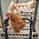 산야유정란 이미지