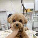 그루멍캡틴 이미지