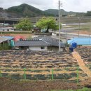 정영춘농장 이미지