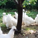 백봉한의원 이미지