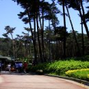 해송과 바다 이미지