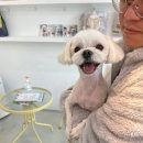 펫살롱 토비몰리 | 세종시 펫살롱 당일예약도 가능!