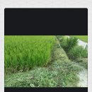 서당농장 이미지