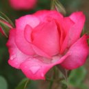 H9322 Daum카페