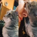 요리하는 집사 이미지