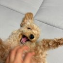 메리그루밍 이미지