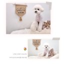 온니애견미용 이미지