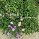청하조경 이미지