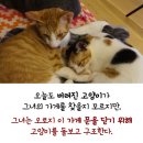 커피타는 고양이 이미지