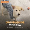 몽실하우스 | 성북구 애견동반카페 펫터니아 하우스 유기견 친구들이 함께하는 성신여대 디저트 카페 후기