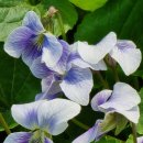 바이올렛(Violet)