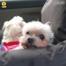 해피 펫 택시 이미지