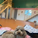 등교하개 이미지