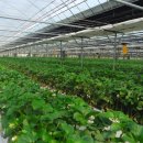 아침이슬농장 이미지