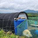 안평농장 이미지