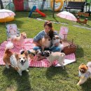 달려라멍멍 | 달려라멍멍 애견유치원 충청남도 애견유치원 다녀왔는데 와.. 정말 좋더라