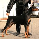 골드애견 이미지