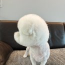 페토브 동물병원 네이버블로그