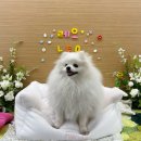 댕린이 보호구역 이미지